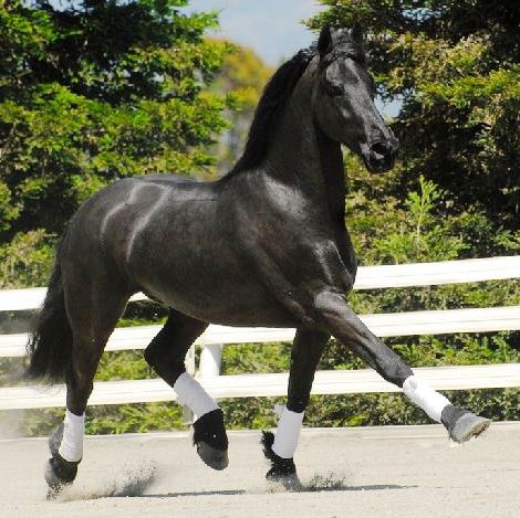 Friesian STEFANO - Sold