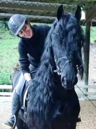 Friesian STERLING STER SPORT  - Sold