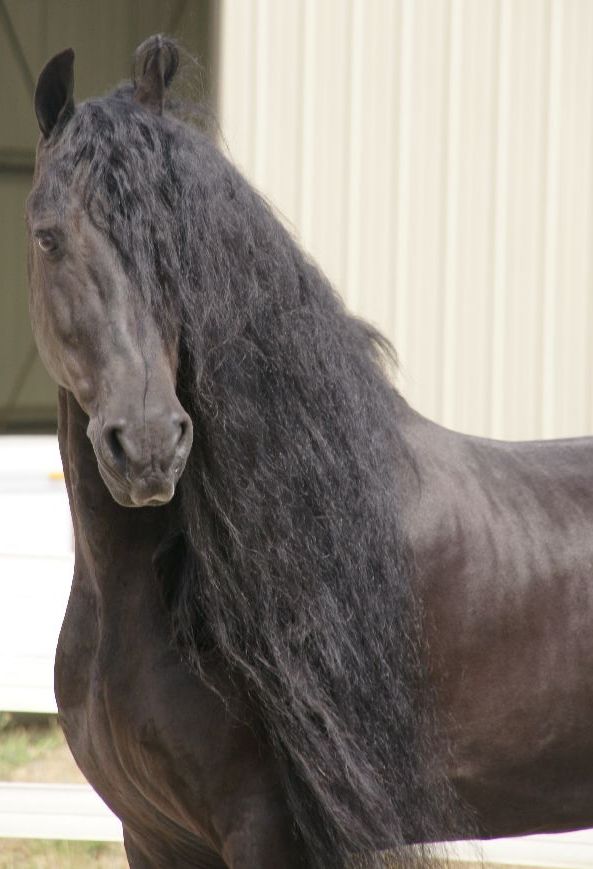 Friesian TAHARI Sport - Sold