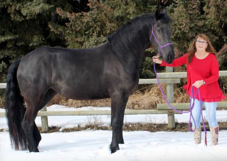 View Friesian horse purchasing details for SOPHIE