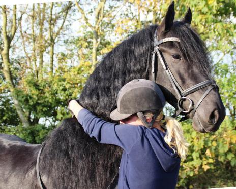 View Friesian horse purchasing details for MEINDERT BSF