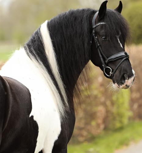 Horse Photo