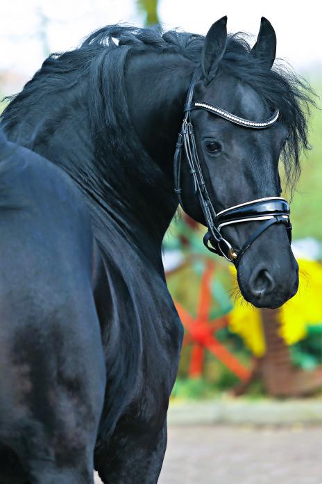 View Friesian horse purchasing details for BURGUNDY STER