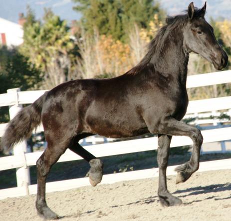 View Friesian horse purchasing details for VALENCIA