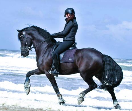 View Friesian horse purchasing details for Rinske STER SPORT AA