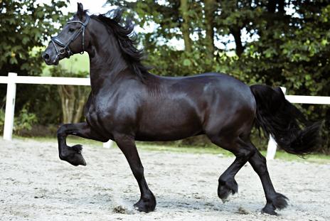 View Friesian horse purchasing details for Ferragamo BSF