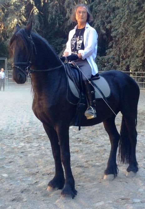 View Friesian horse purchasing details for Jetse