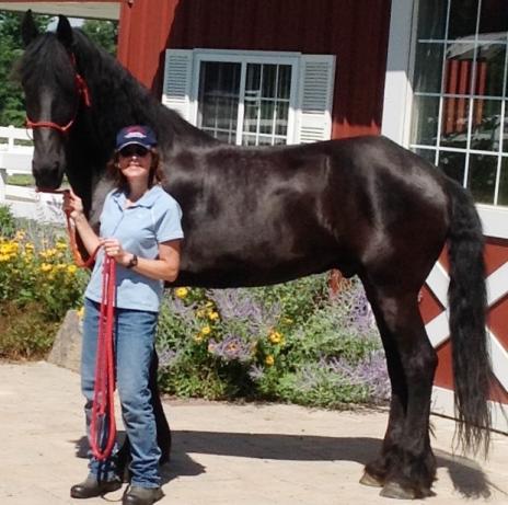 View Friesian horse purchasing details for BENTLEY BSF