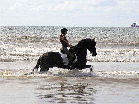 View Friesian horse purchasing details for Tabe