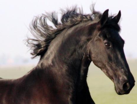 View Friesian horse purchasing details for Gabrielle STER