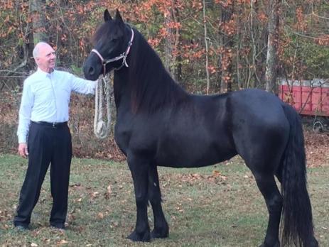 View Friesian horse purchasing details for Jikke