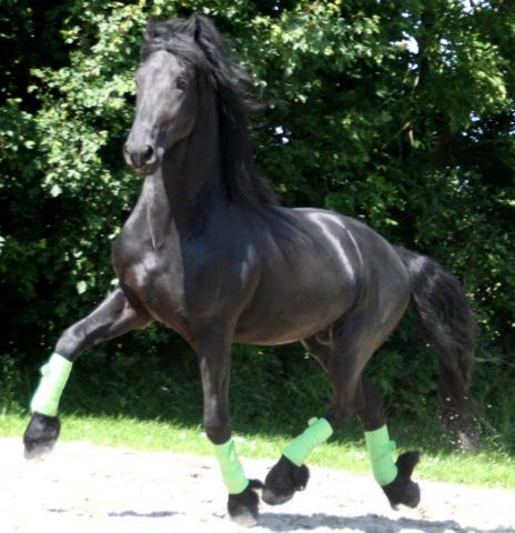 View Friesian horse purchasing details for EWALD