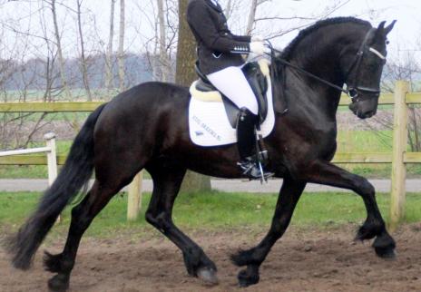 View Friesian horse purchasing details for KOSMOS