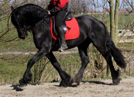 View Friesian horse purchasing details for Rinse