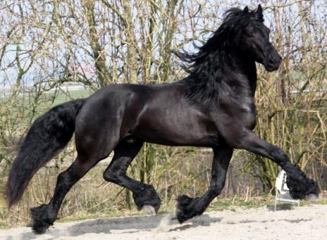 View Friesian horse purchasing details for Wabe