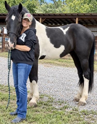 View Friesian horse purchasing details for The Diplomat 