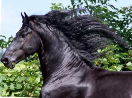 View Friesian horse purchasing details for Ulrik SPORT