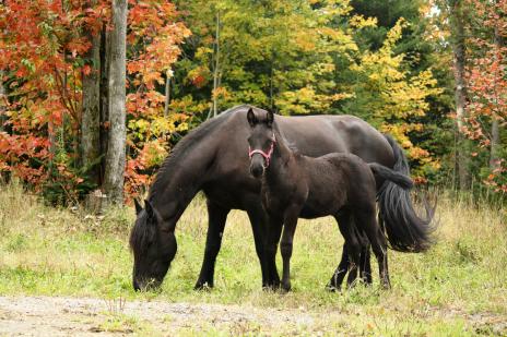 View Friesian horse purchasing details for Cielia