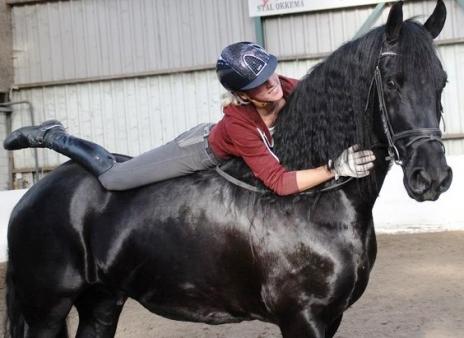 View Friesian horse purchasing details for HEATH