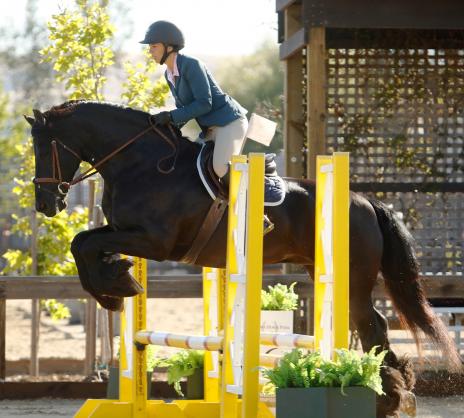 View Friesian horse purchasing details for WYTZE STER