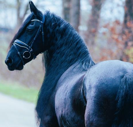 View Friesian horse purchasing details for JORDYN STER