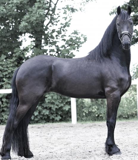 View Friesian horse purchasing details for LUCY