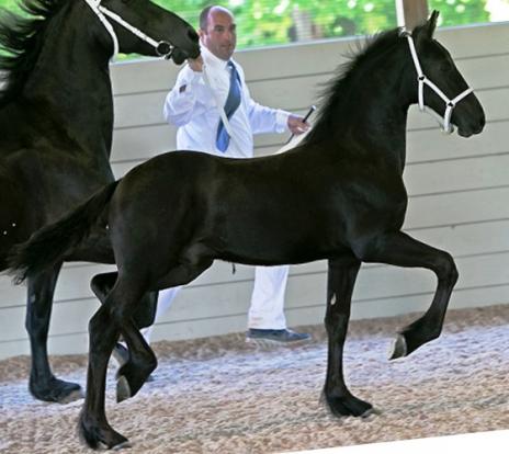 View Friesian horse purchasing details for Roosevelt