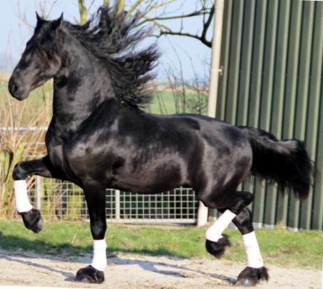 View Friesian horse purchasing details for Umberto