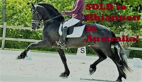 View Friesian horse purchasing details for Will Ster Sport AA