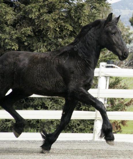 View Friesian horse purchasing details for Amadeus