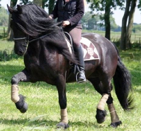 View Friesian horse purchasing details for Amber