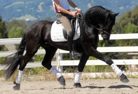 View Friesian horse purchasing details for Andre P.B.