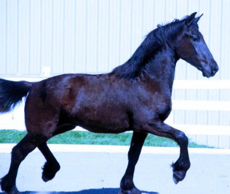 View Friesian horse purchasing details for Anneliese