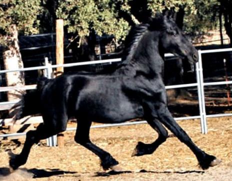 View Friesian horse purchasing details for ARAGON BSF