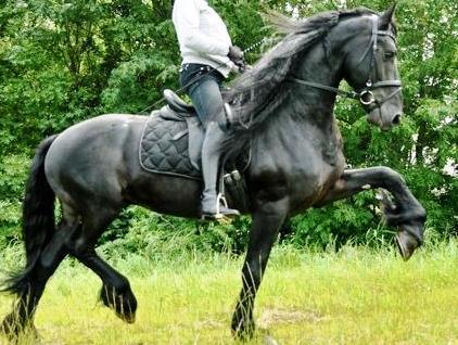 View Friesian horse purchasing details for ARMANI ONE