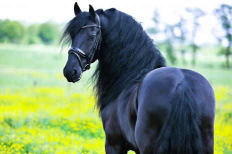 View Friesian horse purchasing details for ALDO STER & SPORT