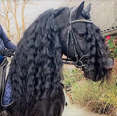 View Friesian horse purchasing details for BOAZ