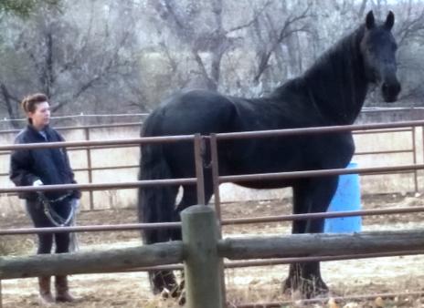 View Friesian horse purchasing details for BAHIA