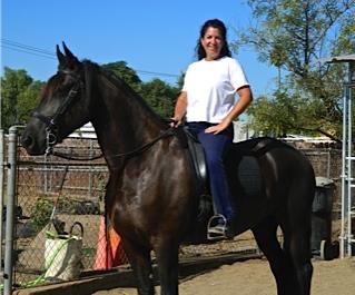 View Friesian horse purchasing details for MOJO