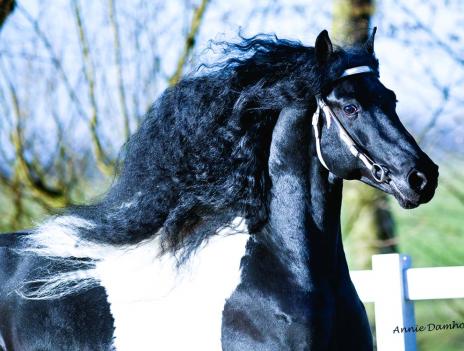 View Friesian horse purchasing details for FINLEY