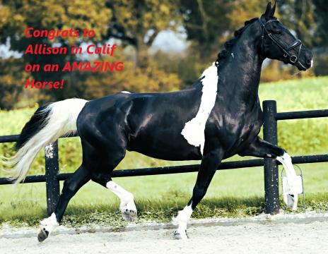 View Friesian horse purchasing details for HERO