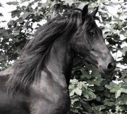 View Friesian horse purchasing details for BLAINE Ster