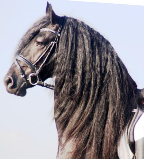 View Friesian horse purchasing details for BluMarin