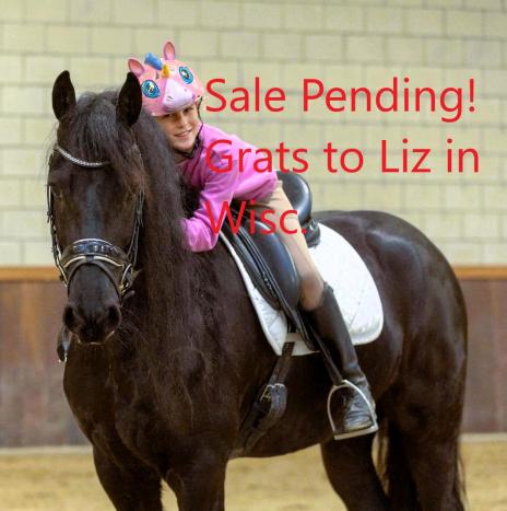 View Friesian horse purchasing details for MADDOX