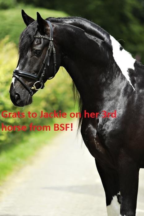 View Friesian horse purchasing details for Bran STER