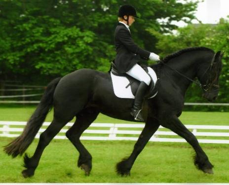 View Friesian horse purchasing details for Brando