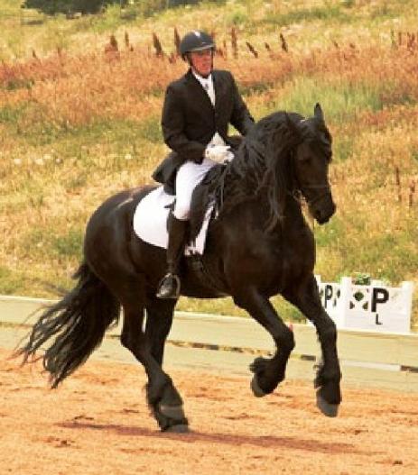 View Friesian horse purchasing details for Jens fan de Vries