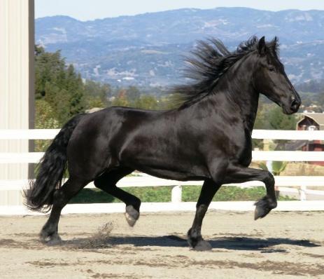 View Friesian horse purchasing details for Ginger