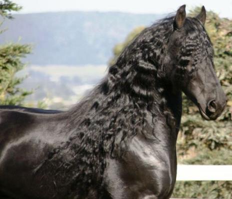 View Friesian horse purchasing details for Phoenix