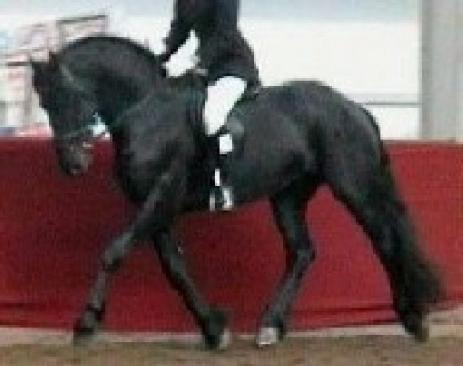 View Friesian horse purchasing details for JOHAN BSF